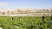 Resilience: A road-map to building a secure and sustainable future for West Asia and North Africa