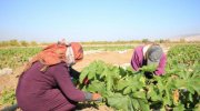 Agricultural Informality: The women working outside the safety net of social protection