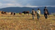 Comparative Mapping of Traditional Rangeland Management Practices in the WANA Region