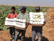 اللاجئون السوريون والتماسك الاجتماعي في الأردن: نظرة أقرب إلى المجتمعات الزراعية في وادي الأردن