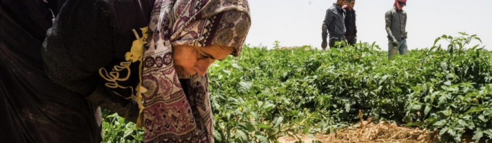 النساء العاملات في القطاع الزراعي ضمن بلدية طبقة فحل في لواء الأغوار الشمالية في محافظة إربد: الواقع والتحديات