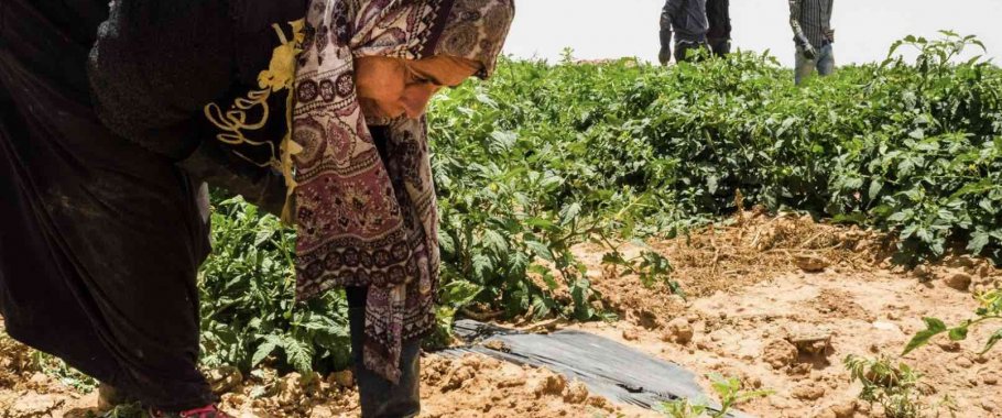 Women Working in the Agricultural Sector within the Northern Jordan Valley District: Realities and Challenges